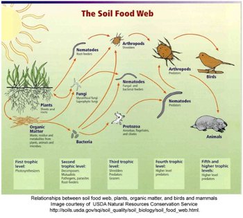 Soil Food Web