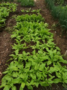 ItsMyPark_FB_030114_15