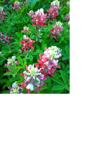 AggieBonnets_FestivalBeach_040714