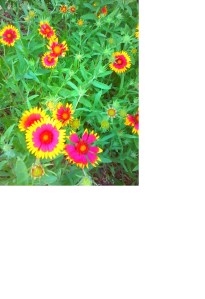 FestivalBeach_PaintBrush_040814