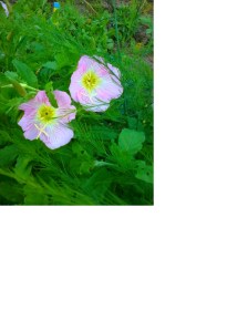 FestivalBeachPrimrose_040814