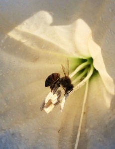 FullSizeRenderBee_93014