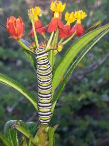 Festival Beach Catapillar_102214