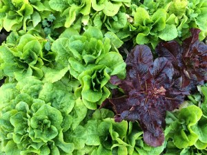 FBCG_Lettuce_013015