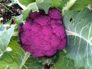 FBCG_PurpleCauliflower_013015