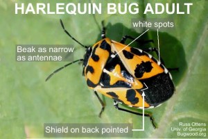 FBCG_Harlequin%20Bug_030615