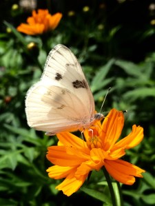 FBCG_Butterflies01_042515