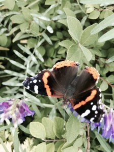 FBCG_Butterflies02_042515