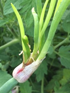 FBCG_EgyptianTravelingOnion_051915