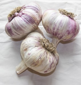 Garlic