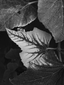 FBCG_081315_Grapevines_01