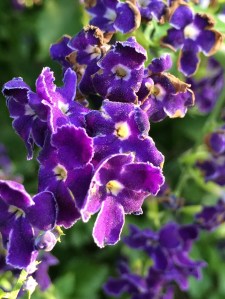 FBCG_Durantas_080515