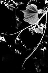 FBCG_Grapevines_081315_03