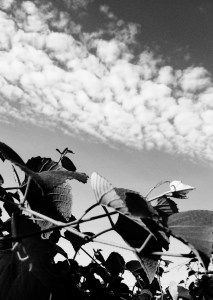 FBCG_Grapevines_081315_04