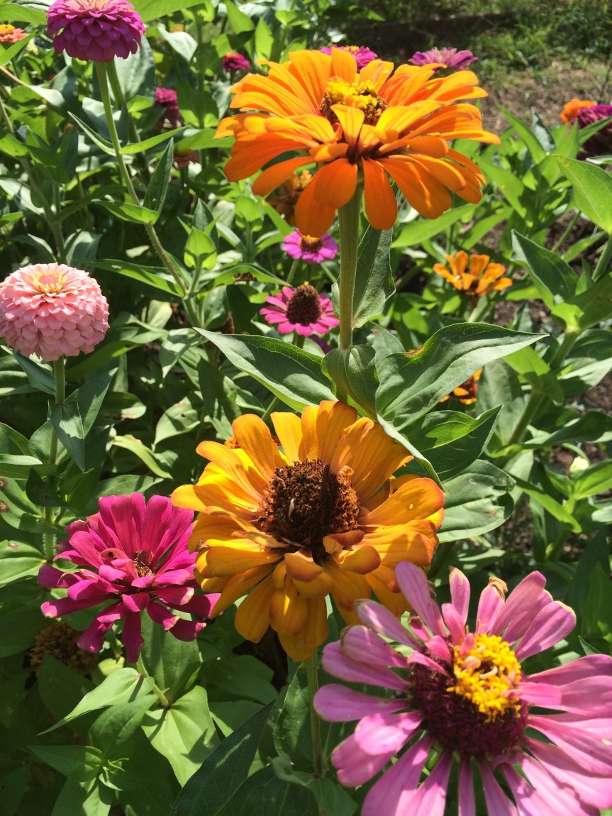 FBCG_Zinnias_080515_02