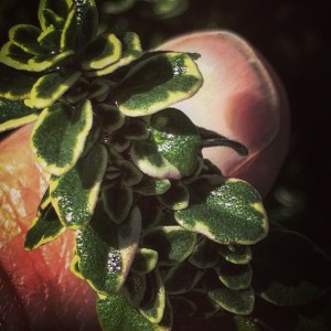 FBCG_ColorintheGarden_022016_01