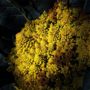 FBCG_ColorintheGarden_022016_03