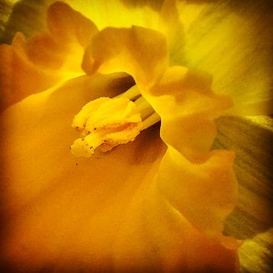 FBCG_ColorintheGarden_022016_05