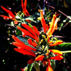 FBCG_ColorintheGarden_022016_06