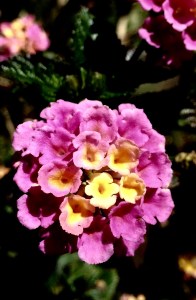 FBCG_ColorintheGarden_022016_07