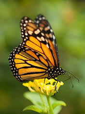 FBCG_Monarchs_031616