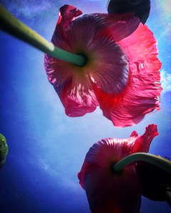 FBCG_040716_Poppies_01