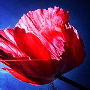 FBCG_040716_Poppies_02