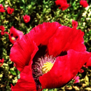 FBCG_040716_Poppies_03