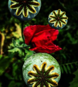 FBCG_040716_Poppies_04