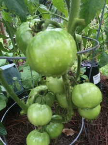 FBCG_SpringColors_051616_06