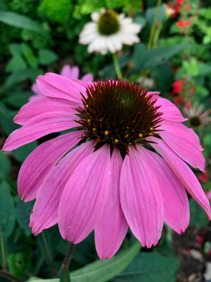 Growing in the&nbsp;Garden