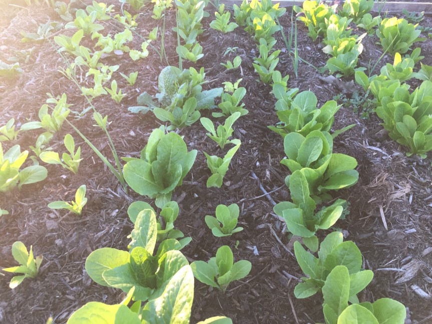 What’s Growing this&nbsp;January!